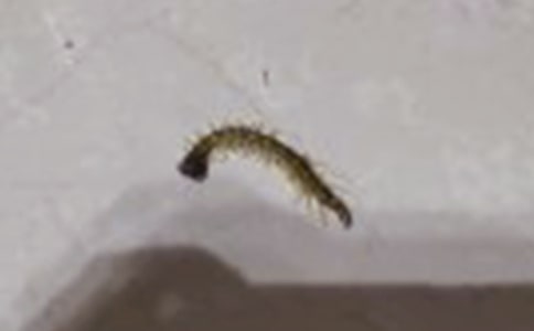 蜈蚣行中班上學(xué)期體育教案