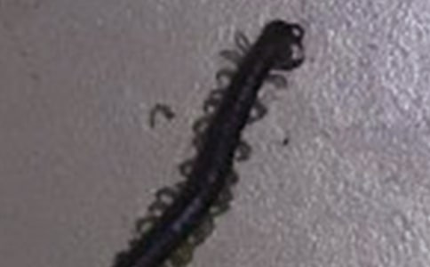 蜈蚣競走大班體育優(yōu)秀教案