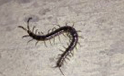 大班體育優(yōu)秀教案《蜈蚣走路》含反思