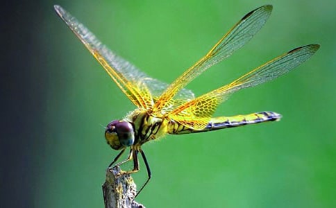 捉蜻蜓作文(優(yōu))