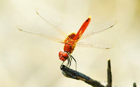 紅蜻蜓專賣(mài)店?duì)I銷(xiāo)工作總結(jié)范文