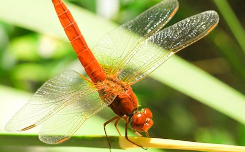 中班美術(shù)小蜻蜓教案