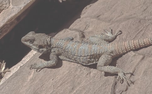 ��ɫ�п�܊�����������漤���ƌ�(d��o)ը��