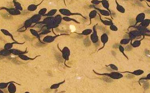 ������Ⱥ��С��� ��