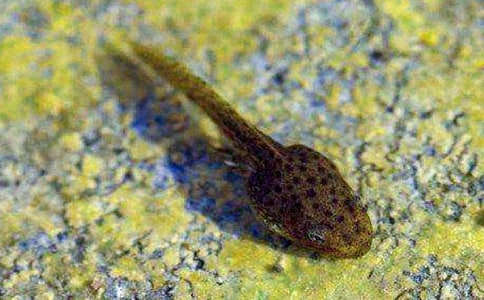 小蝌蚪中班美術(shù)教案