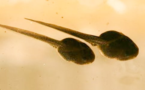 С�����Lӛ���ģ����x32ƪ��