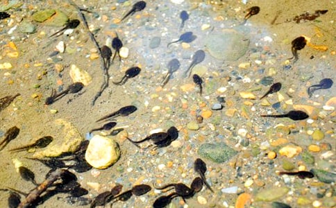 С���v�U(xi��n)ӛ��(y��u)��ͯԒ����