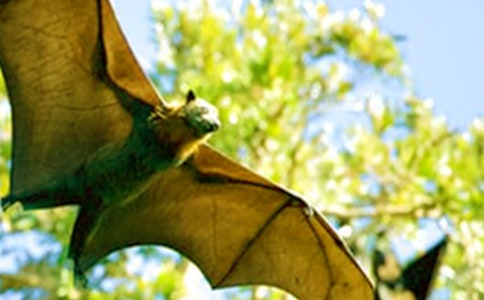 ����������_(d��)���̰�����