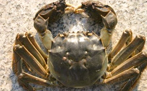 關(guān)于螃蟹的作文【優(yōu)選15篇】