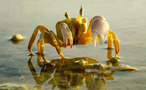 中班美術(shù)螃蟹教案