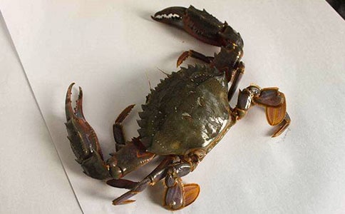 中班美術(shù)教案《畫螃蟹》11篇