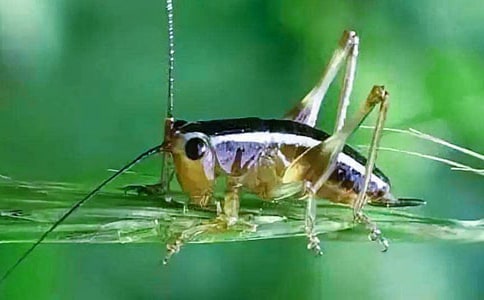 蟋蟀還鄉(xiāng)初中作文