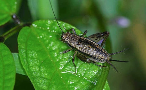 好斗的蟋蟀作文