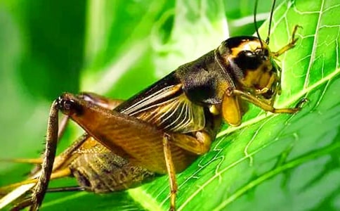 �������600�ֺϼ���ƪ