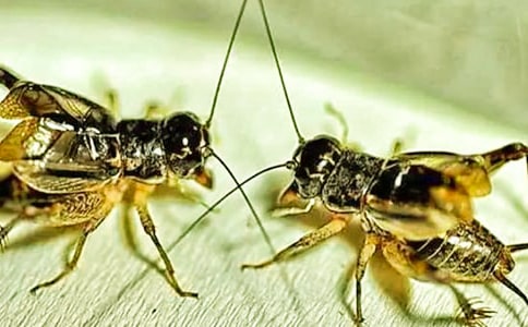 �а��w����Ӄ�(y��u)��̰������Ҽҡ�