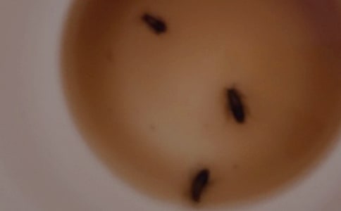 一只蟑螂的自述_700字