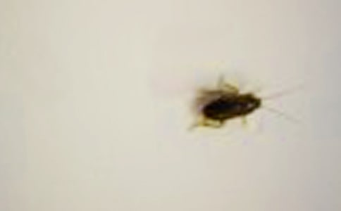 ӑ�������700������