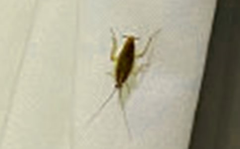 可怕的蟑螂初中作文