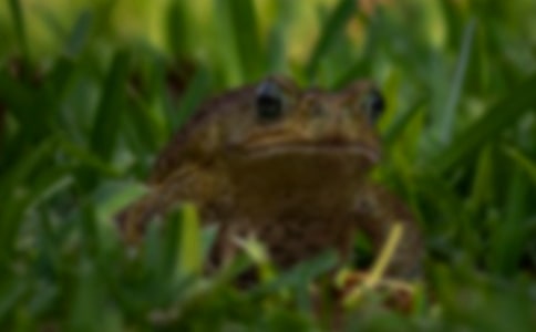 三氯殺螨醇對中華蟾蜍成體外周血紅細(xì)胞的影響