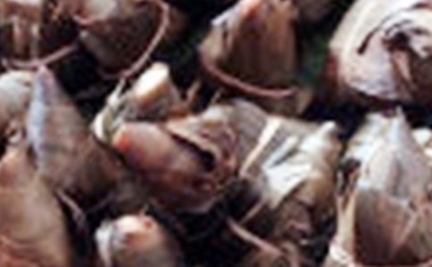 跟媽媽學(xué)包粽子作文