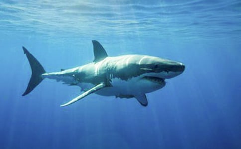 鯊魚吃了綠豆會(huì)怎么樣?