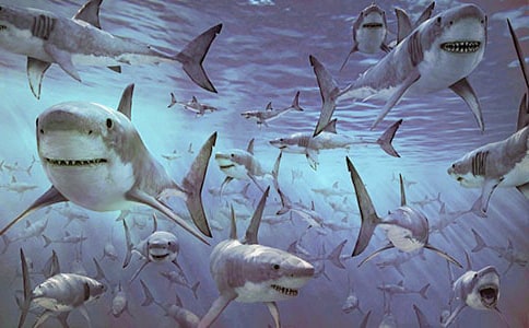 關(guān)于鯊魚(yú)的作文