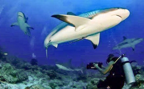 Jump the shark 跳過(guò)了鯊魚(yú)-失去吸引力