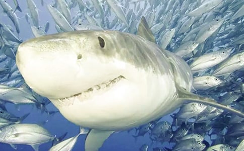 ���~(y��)����������350��