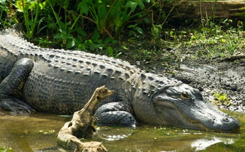 幼兒大班體育游戲《勇闖鱷魚湖》教案