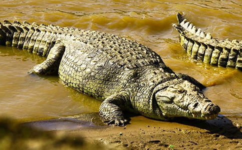 �{�~���g�̰�