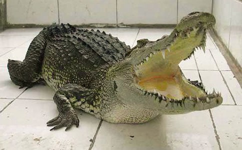 受感動(dòng)的鱷魚作文15篇