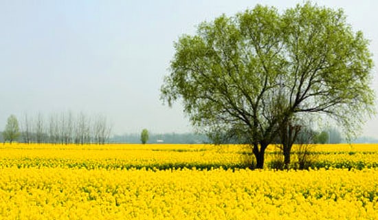 2022小學(xué)生春游活動(dòng)方案(精選15篇)