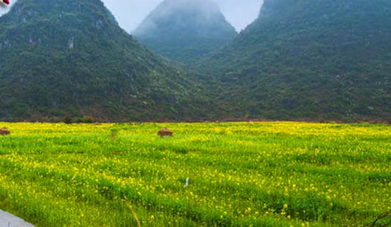 組織春游活動(dòng)方案(通用15篇)